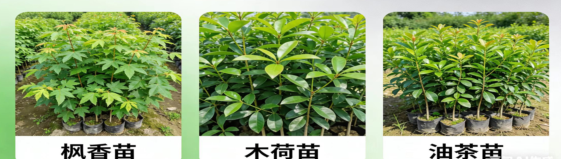 1780974829366476.jpg 未标题-1.jpg